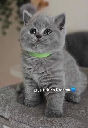 british shorthair kitten for sale philippines