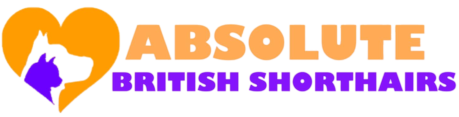 Absolute British Shorthairs