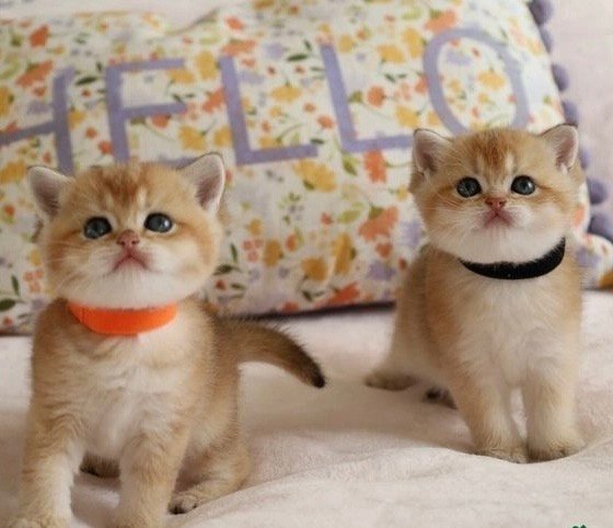 british shorthair kitten