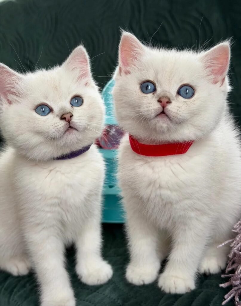 British Shorthair Kittens: Perfect Companions for Filipino Families