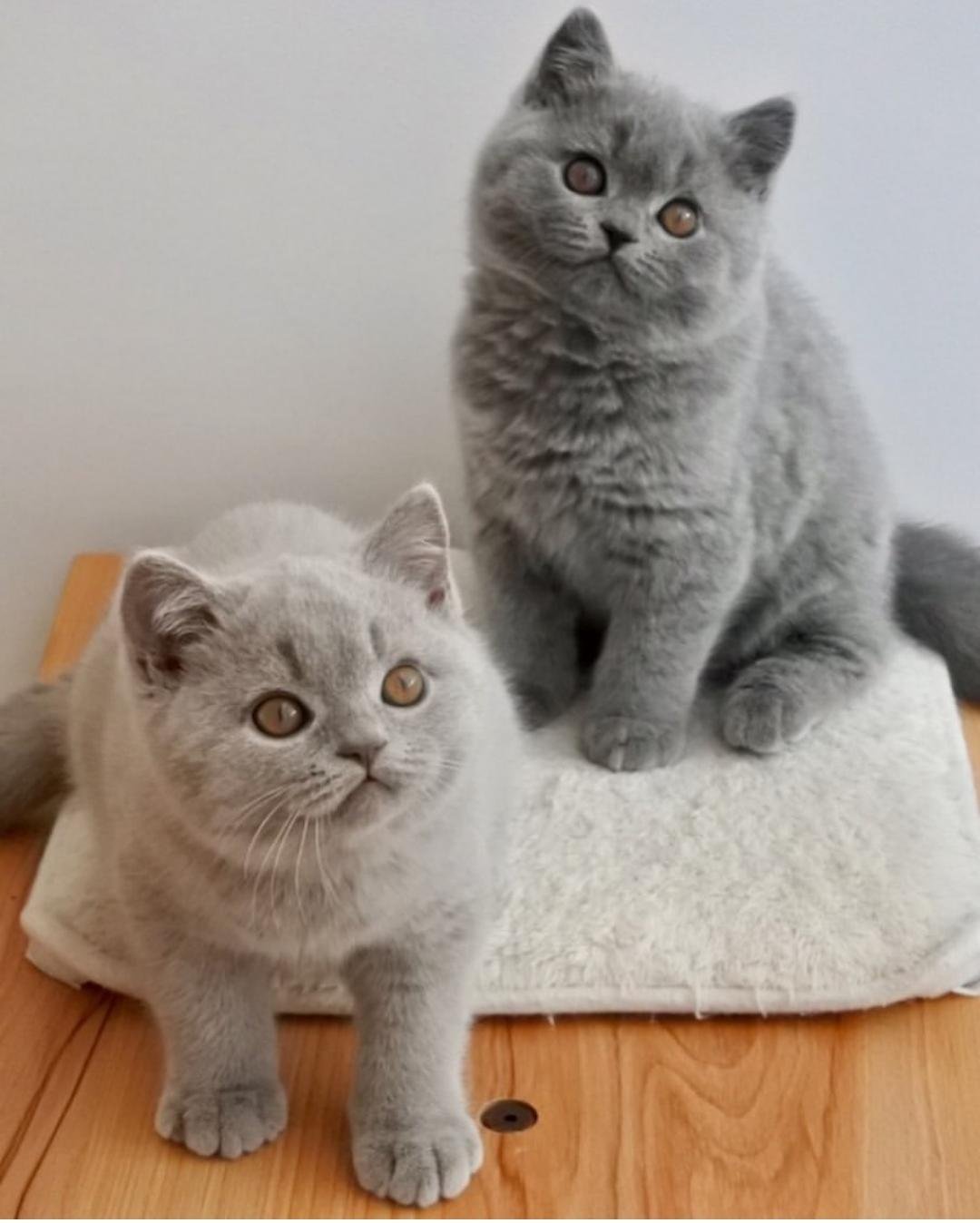 Available Kittens