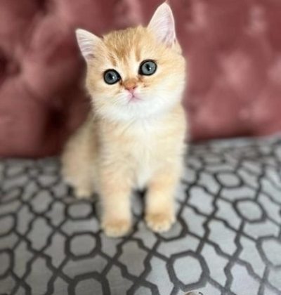 3d1c4df9-c357-4227-a525-86ef6271aed0