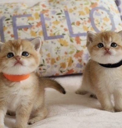 d8c46553-922b-4c84-9b56-b2259c1a2f2c