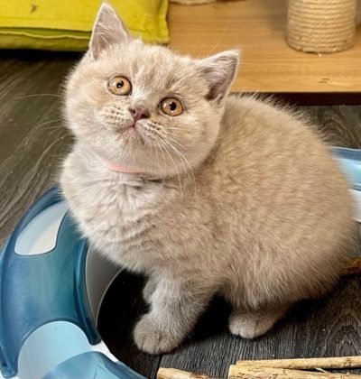 gccf-registered-stunning-british-shorthair-kittens-6118fefa94eb1